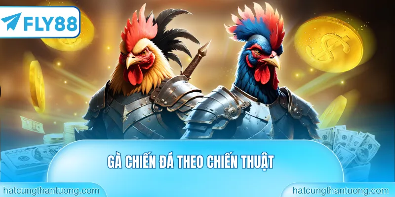 Gà chiến đá theo chiến thuật