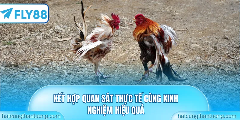 Kết hợp quan sát thực tế cùng kinh nghiệm hiệu quả